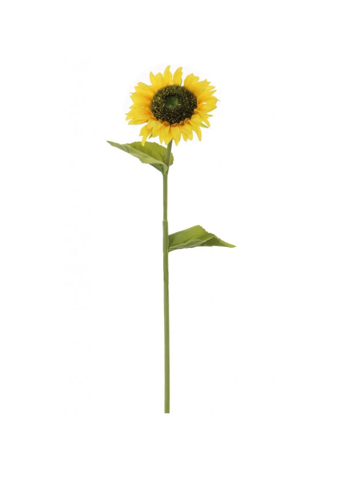 Sunflower stem